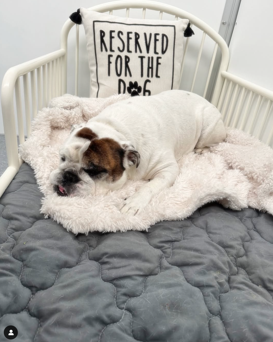 overnight dog boarding while lying on a bed