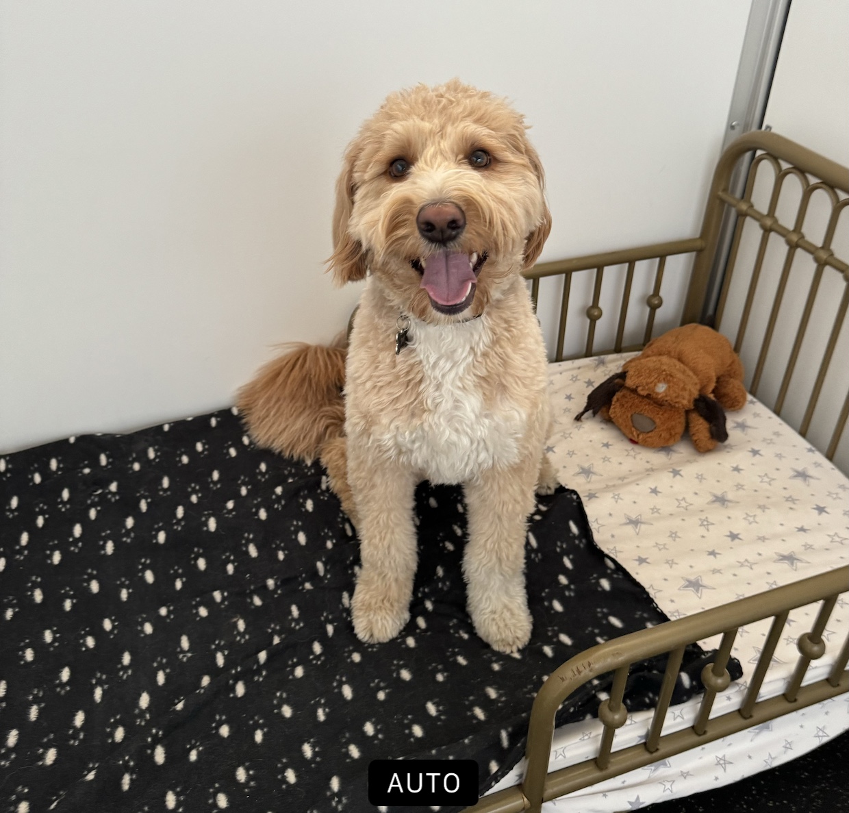 Happy doodle on their bed in luxury boarding in The Woodlands TX