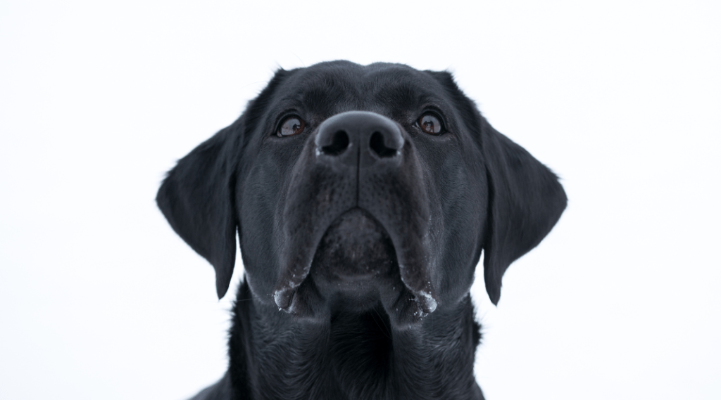 black Labrador retriever