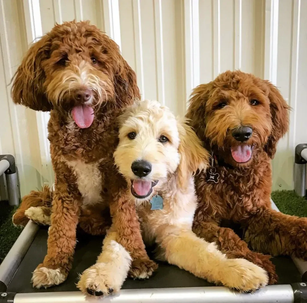 Happy doodles in doggy daycare
