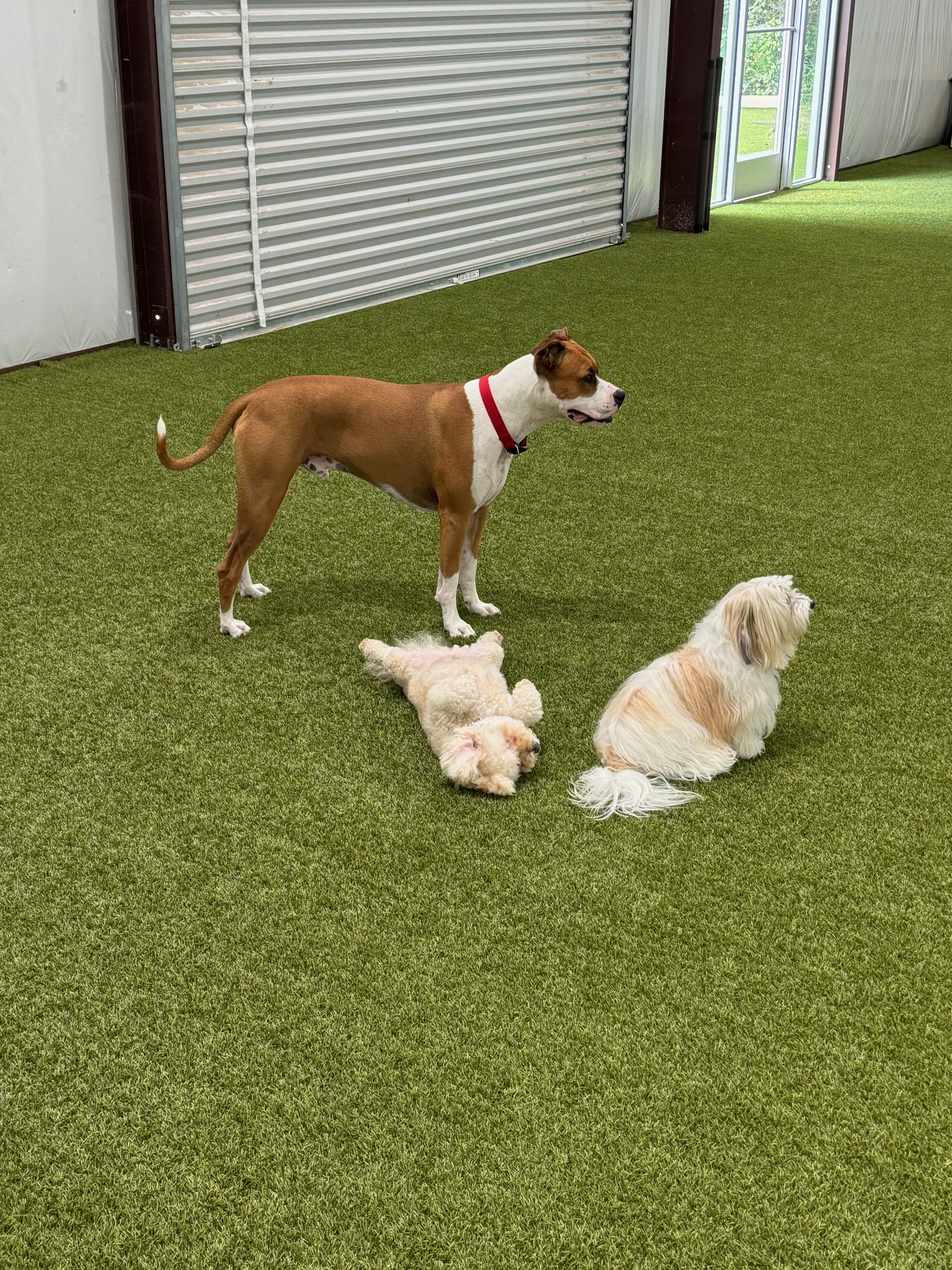 choosing the right dog daycare for your dog’s temperament
