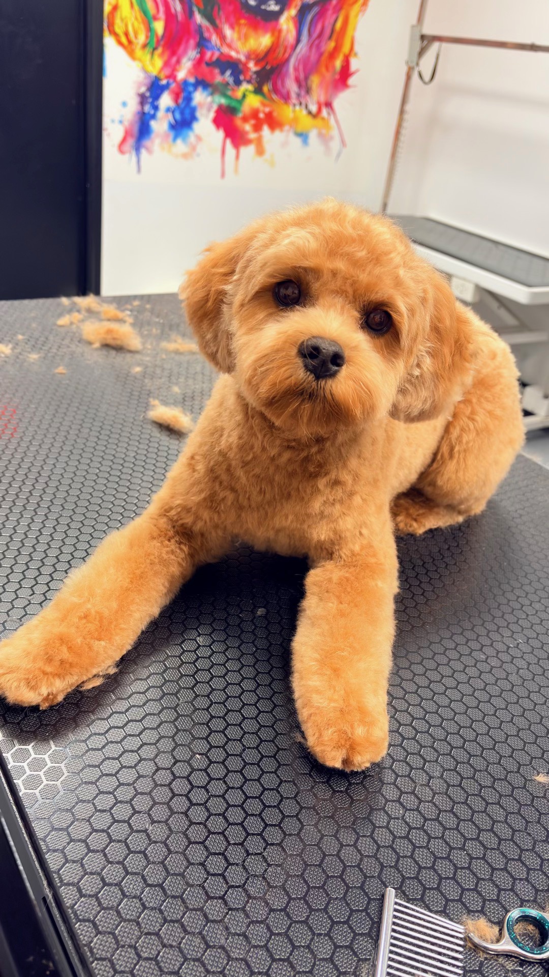 dog grooming tips for busy owners