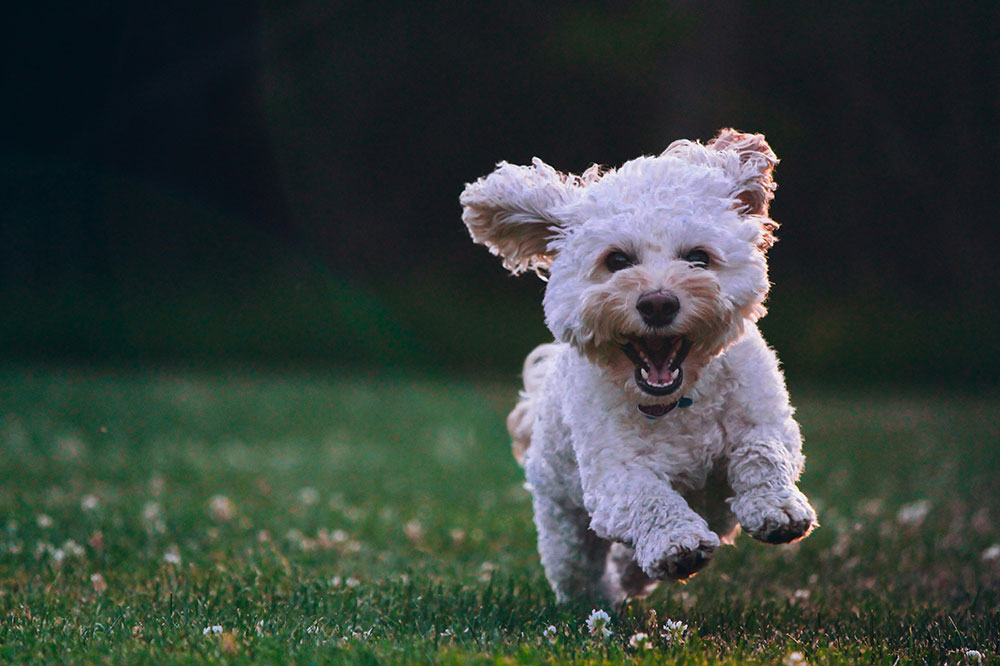 Luxury Dog Boarding Amenities The Woodlands: Premium Pet Care That Exceeds Expectations