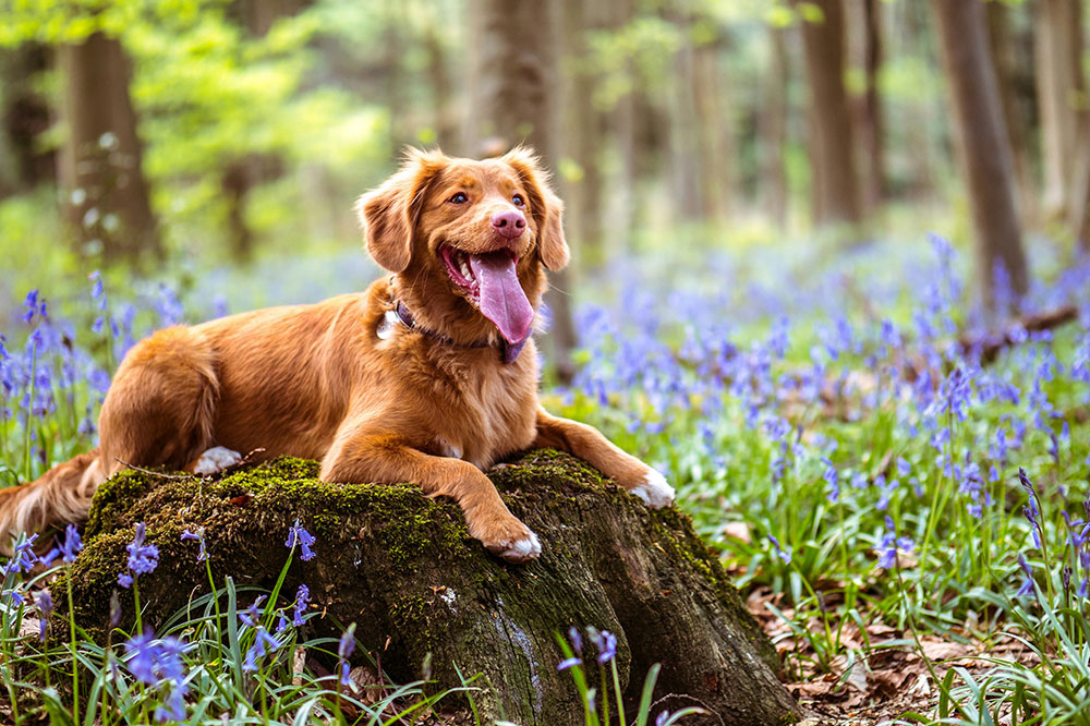 Best Dog Boarding Options The Woodlands: Premium Care for Your Beloved Pet