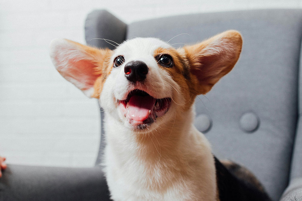Top 7 Reasons Why Dog Daycare in The Woodlands, TX is a Game Changer