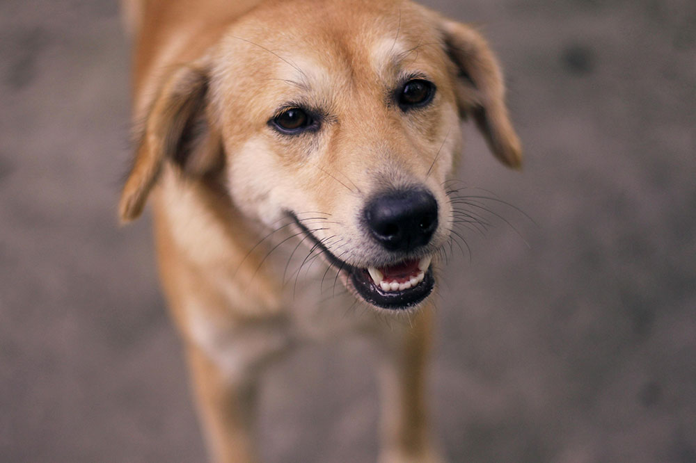 24 hour dog daycare near me: your complete guide to premium pet care in the woodlands
