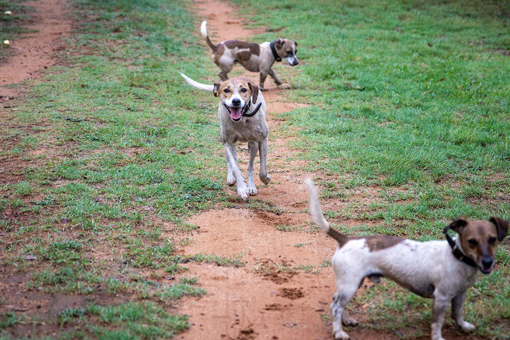 Dog day care spring tx: premier pet services at k9 clubhouse