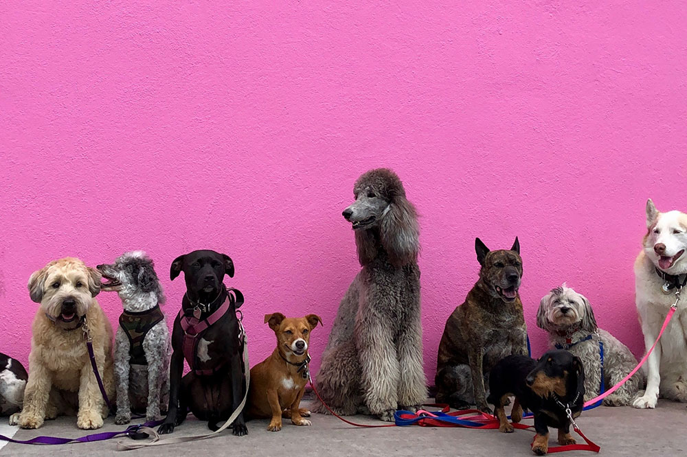 How to Choose The Best Dog DayCare Facility Near You: Top Tips